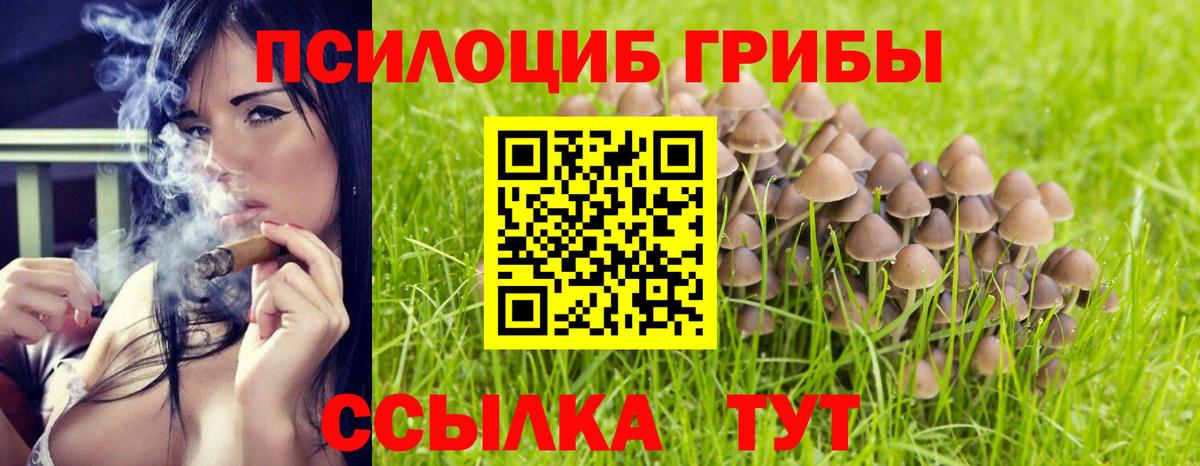 купить  сайты  Саки  Галлюциногенные грибы Psilocybe  Галлюциногенные грибы прущие грибы 