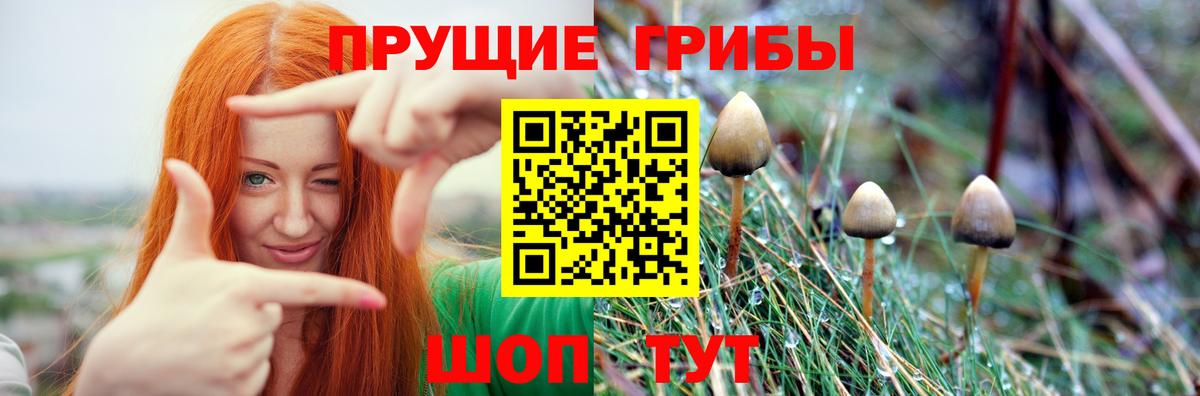 Псилоцибиновые грибы мицелий Саки